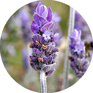 نت اسطوخودوس